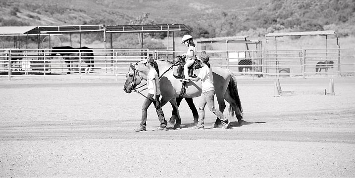 Horses of the Carousel Ranch